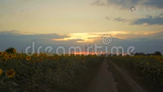 在高压支架的背景下，用向日葵穿过田野视频