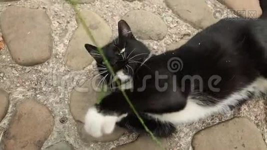 无家可归的黑白猫在和一个女孩玩。视频