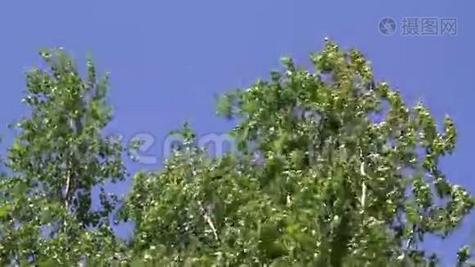 一群树在风中移动视频
