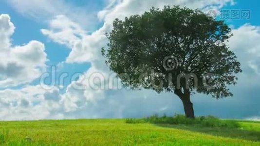 绿树在田野里独自生长，云在蓝天上飞翔视频