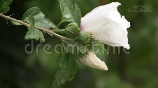 白色的花靠近莎伦或木槿的玫瑰。 芙蓉.. 雨后，花瓣和树叶上的露珠视频