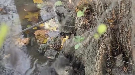 欧洲海狸动物视频