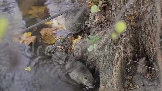 欧洲海狸动物视频