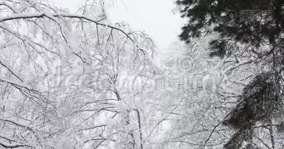 白雪皑皑的白天，美丽的冬雪落叶林视频