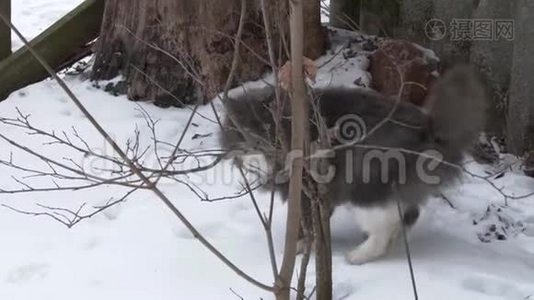 大雪中的大灰猫冬视频