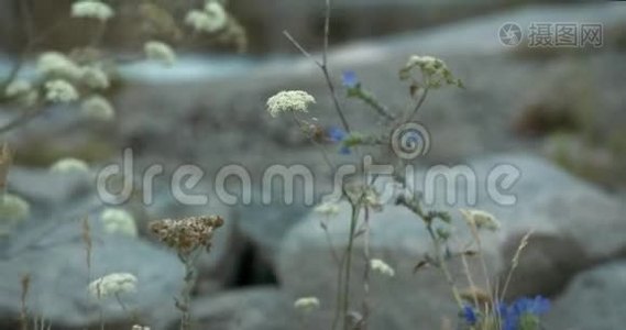 移动的植物和小花带岩石和一个小池塘的背景视频