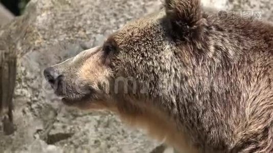 大棕熊视频