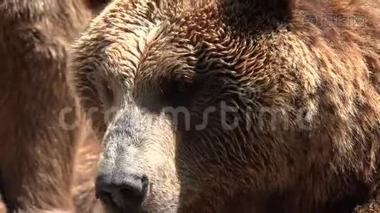 大野棕色熊视频