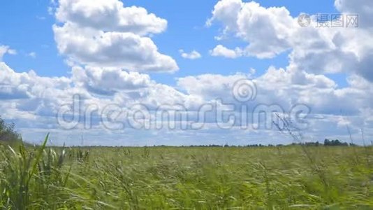 风中的草在美丽的多云天空下视频