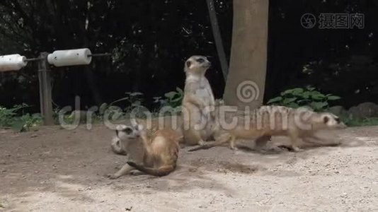 一组滑稽的猫鼬或类是属于猫鼬科的小型食肉动物视频