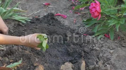 雌性手在一个蔬菜种植园里种植甘蓝的嫩芽。视频