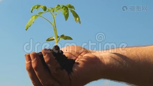 番茄幼苗手中特写.. 环保萌芽。 环保星球。 幼芽视频