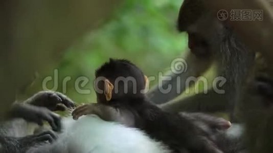 小猴睡觉时喝牛奶视频