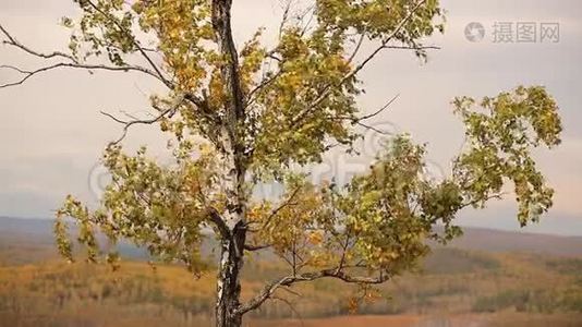 金红色的叶子在山谷旁边的一片秋林中随风飘动视频
