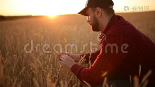 在金色的麦田里，农学家拿着麦穗靠近他的脸和鼻子。 快乐的农夫嗅着他的庄稼关怀视频