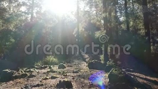 相机在美丽的晨光中缓慢地穿过一片松云杉森林。视频