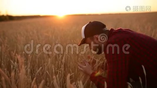 在金色的麦田里，农学家拿着麦穗靠近他的脸和鼻子。 快乐的农夫嗅着他的庄稼关怀视频