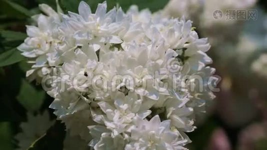 白香野樱植物开花.视频