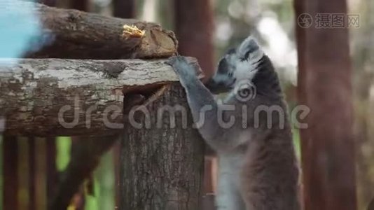 特写滑稽的野狐猴视频