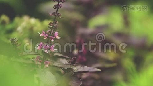 红罗勒在花园里开着水滴。 雨中种植，特写，动态场景，调色视频..视频