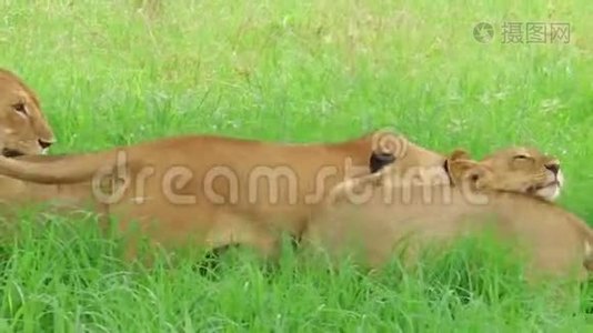 非洲狮子Tarangire国家公园视频