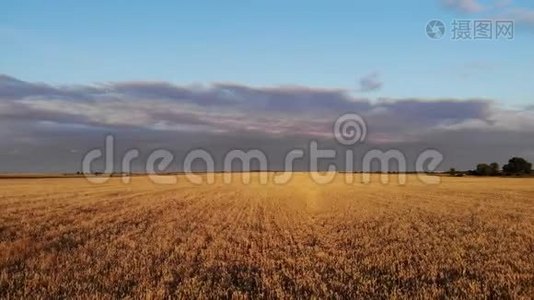 空中无人机低空飞行在成熟的黄色麦田之上，背景是多云的蓝天。视频