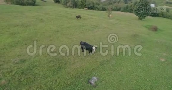 鸟瞰：穿越喀尔巴阡山，在牛身上低而慢地飞行视频