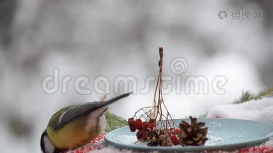 圣诞节时喂食的鸟视频