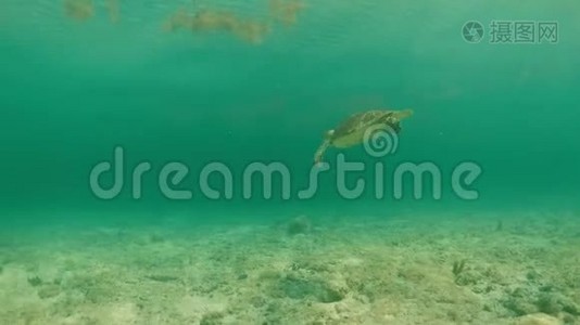 在加勒比海热带水域游泳，视频高清慢镜头视频
