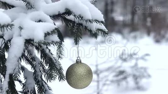 雪和降雪背景上的杉树枝..视频