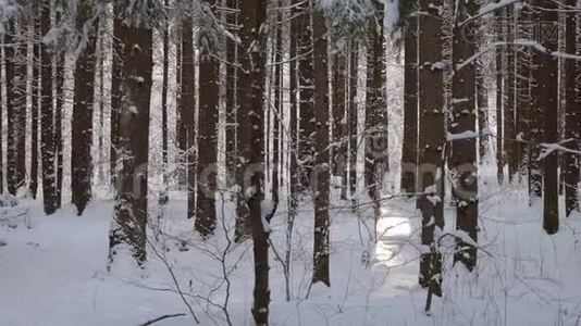太阳从白雪覆盖的松树中出来视频