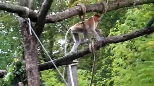 走路和跳跃的长鼻猴视频