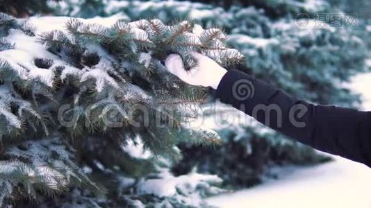 冬天的森林里，雪慢慢地从树上掉下来，天气`冷，女孩用她的手触摸着白雪覆盖的树枝视频