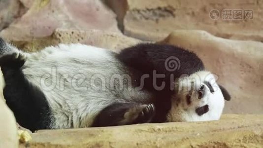 可爱的大熊猫睡在动物园里视频