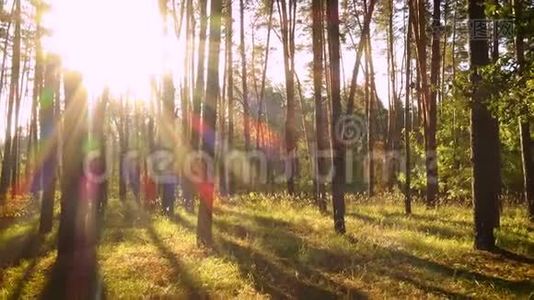 从松林中的树木中涌出的阳光视频