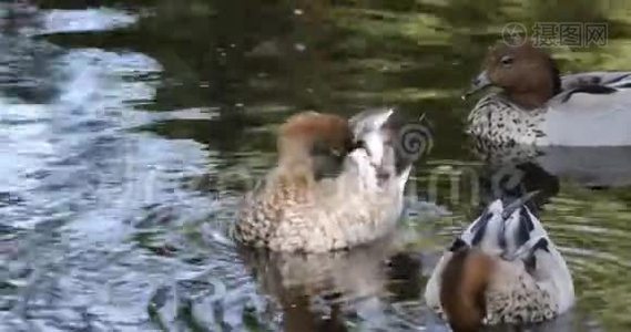 澳大利亚木鸭，Chenonetta Jubata，池塘4K视频