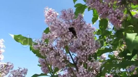 大黄蜂紫丁香夏日自然.视频