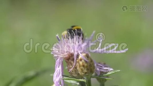 大黄蜂从花中采蜜视频