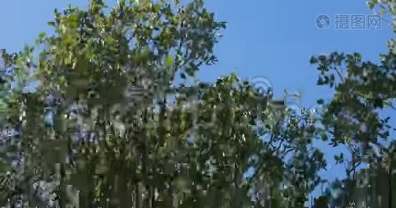 落叶乔木快速移动的枝条.视频