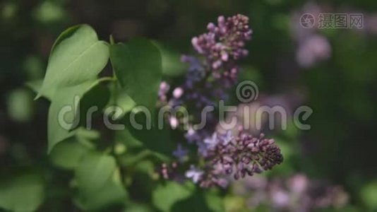 春天的时候。 开花时的紫薇枝和未开的芽视频