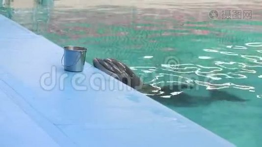 泳池边的海豚在海豚馆等待新鲜的鱼视频