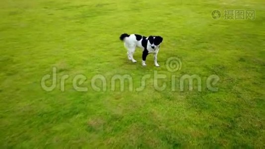 夏天，快乐的狗在绿色的玻璃草地上奔跑玩耍，在玻璃田里养宠物视频