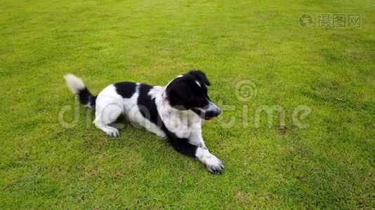 夏天，快乐的狗在绿色的玻璃草地上奔跑玩耍，在玻璃田里养宠物视频