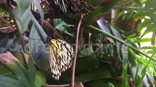 一片叶子上美丽的白色蝴蝶.视频