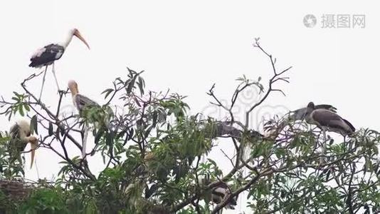 在一棵高大的树上筑巢的银鹳视频