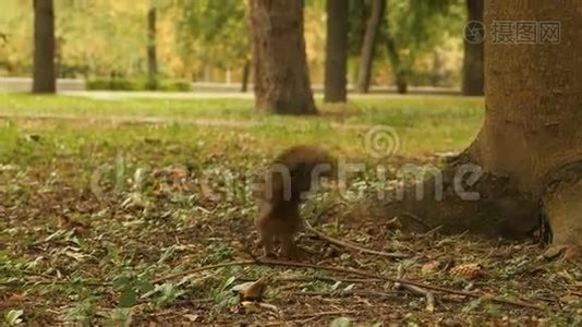 松鼠把食物藏在公园里视频