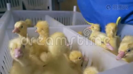 小鸭子正被放进家禽的塑料盒子里。视频