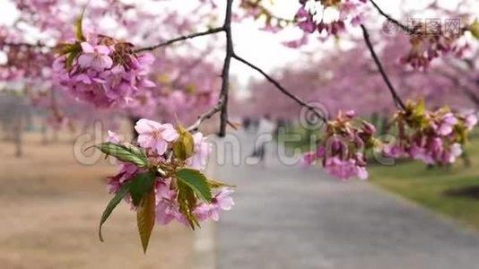 春天的花朵系列：樱花在微风中的樱花树枝上小簇绽放，近景，4k电影视频