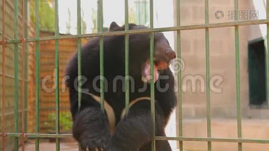 喜马拉雅熊在笼子里玩耍，喜马拉雅熊在动物园里玩耍。 喜马拉雅山熊舔笼子视频