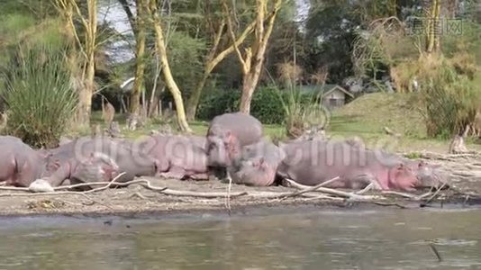 非洲大型河马栖息在奈瓦沙湖的沙滩上，打哈欠，睡觉视频